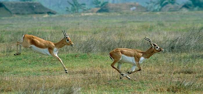 Bardia National Park
